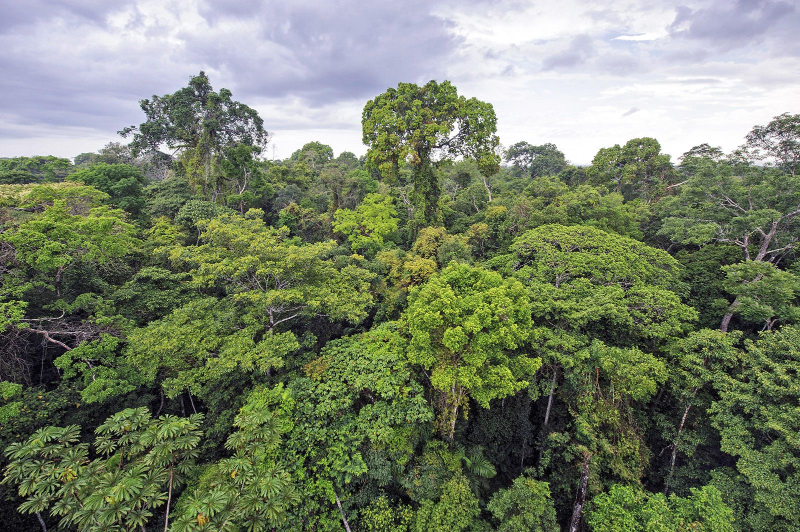 peruvian-amazon-rainforest-canopy.jpg.optimal