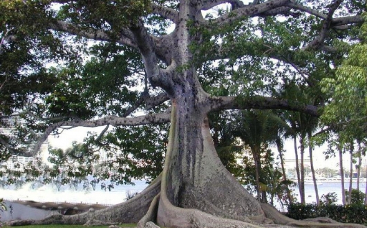 iroko tree