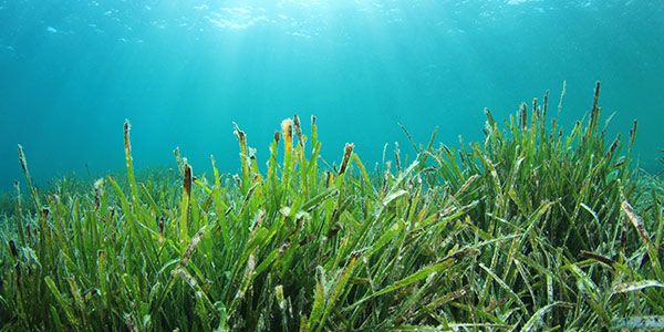 plant_seagrass